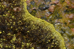 Polycauliona verruculifera