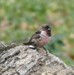 Spermestes cucullata