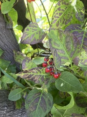 Solanum dulcamara