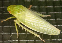 Gyponana