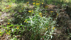Tagetes lucida