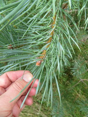Pinus sylvestris