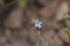 Verbena canescens