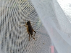 Loxoblemmus doenitzi