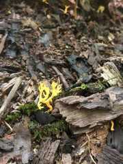 Calocera viscosa