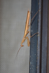 Mantis religiosa