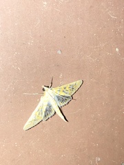 Diacme elealis