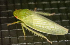 Gyponana