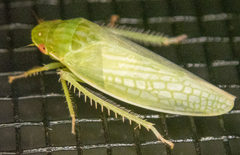 Gyponana