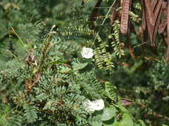 Ipomoea obscura