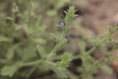 Verbena canescens
