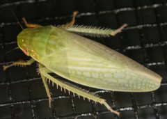 Gyponana