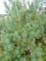 Pinus sylvestris