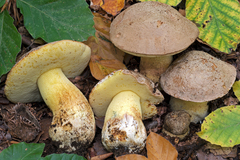 Butyriboletus