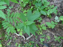 Urtica sondenii