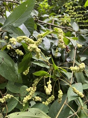 Varronia curassavica