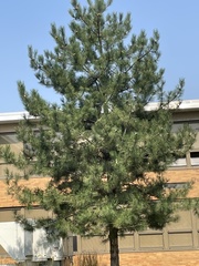 Pinus