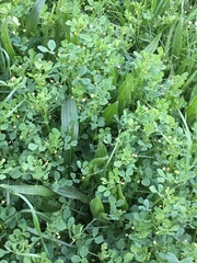 Medicago polymorpha
