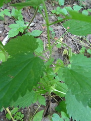 Urtica sondenii
