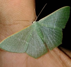 Thalassodes immissaria