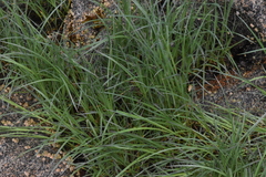 Carex macrochaeta