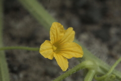 Cucumis anguria