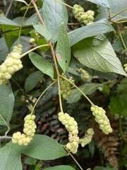 Varronia curassavica