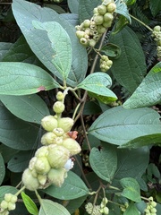 Varronia curassavica