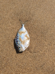 Leiognathidae
