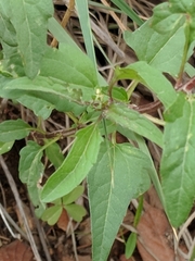 Heliopsis parvifolia