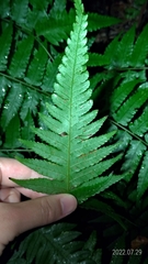 Diplazium taiwanense
