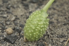 Cucumis anguria