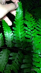 Diplazium taiwanense
