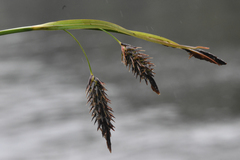 Carex macrochaeta