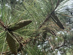 Pinus clausa