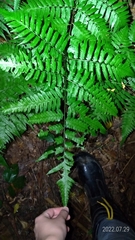 Diplazium taiwanense