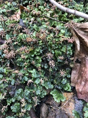 Marchantia polymorpha ruderalis