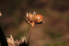 Juncus coriaceus
