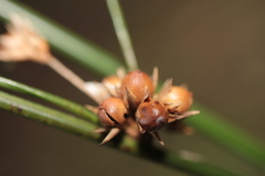 Juncus coriaceus