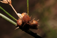 Juncus coriaceus