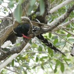 Phoeniculus purpureus