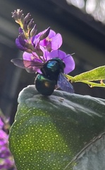 Xylocopa aerata