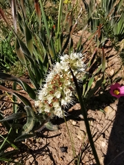 Echiostachys incanus