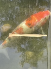 Cyprinus rubrofuscus