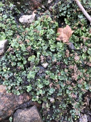 Marchantia polymorpha ruderalis