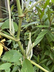 Piper umbellatum