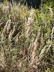 Calamagrostis epigejos
