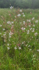 Oenothera filiformis
