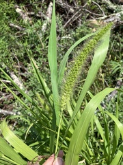 Setaria faberi