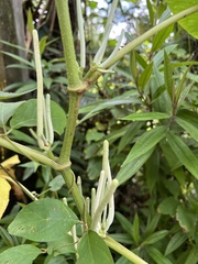Piper umbellatum